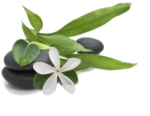 Stones with green leafs and white flower